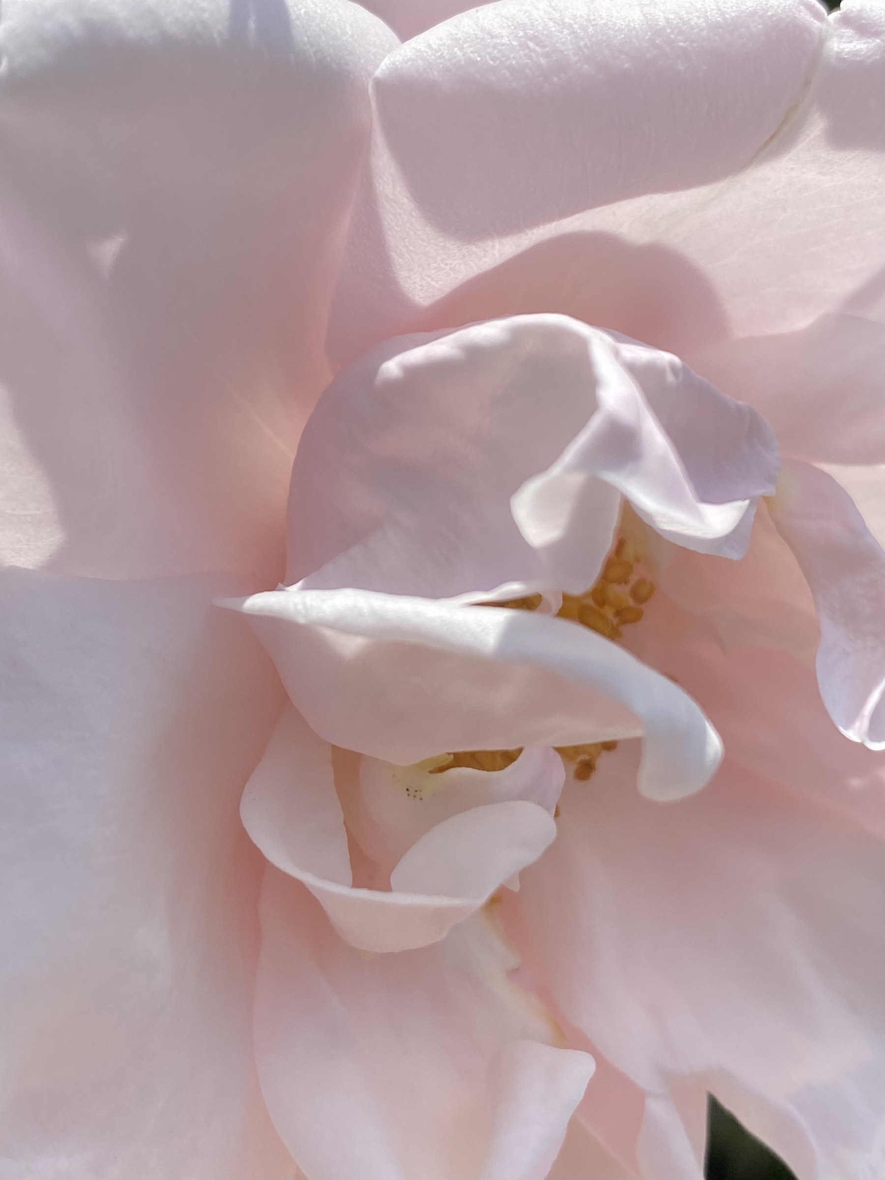 Flower photograph 160 by Daniel Zox