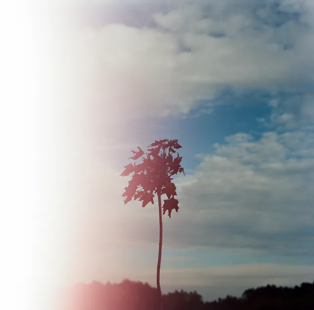 Memorial tree