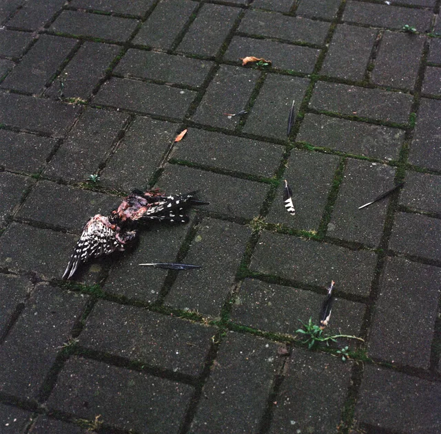 Dead bird